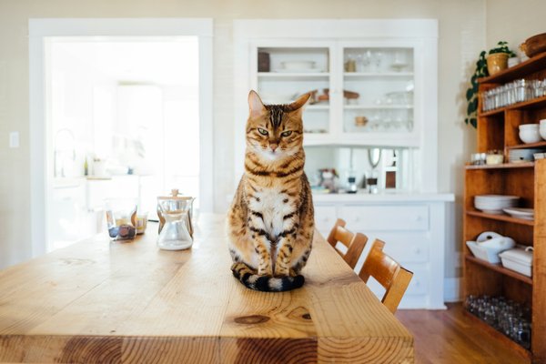 How do you manage a cat's diet to prevent obesity?