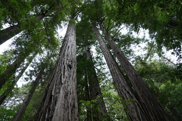 What initiatives are in place to protect ancient trees in the UK?