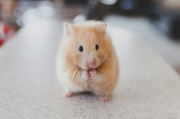 How to create a safe and stimulating environment for a pet hamster in a UK home?